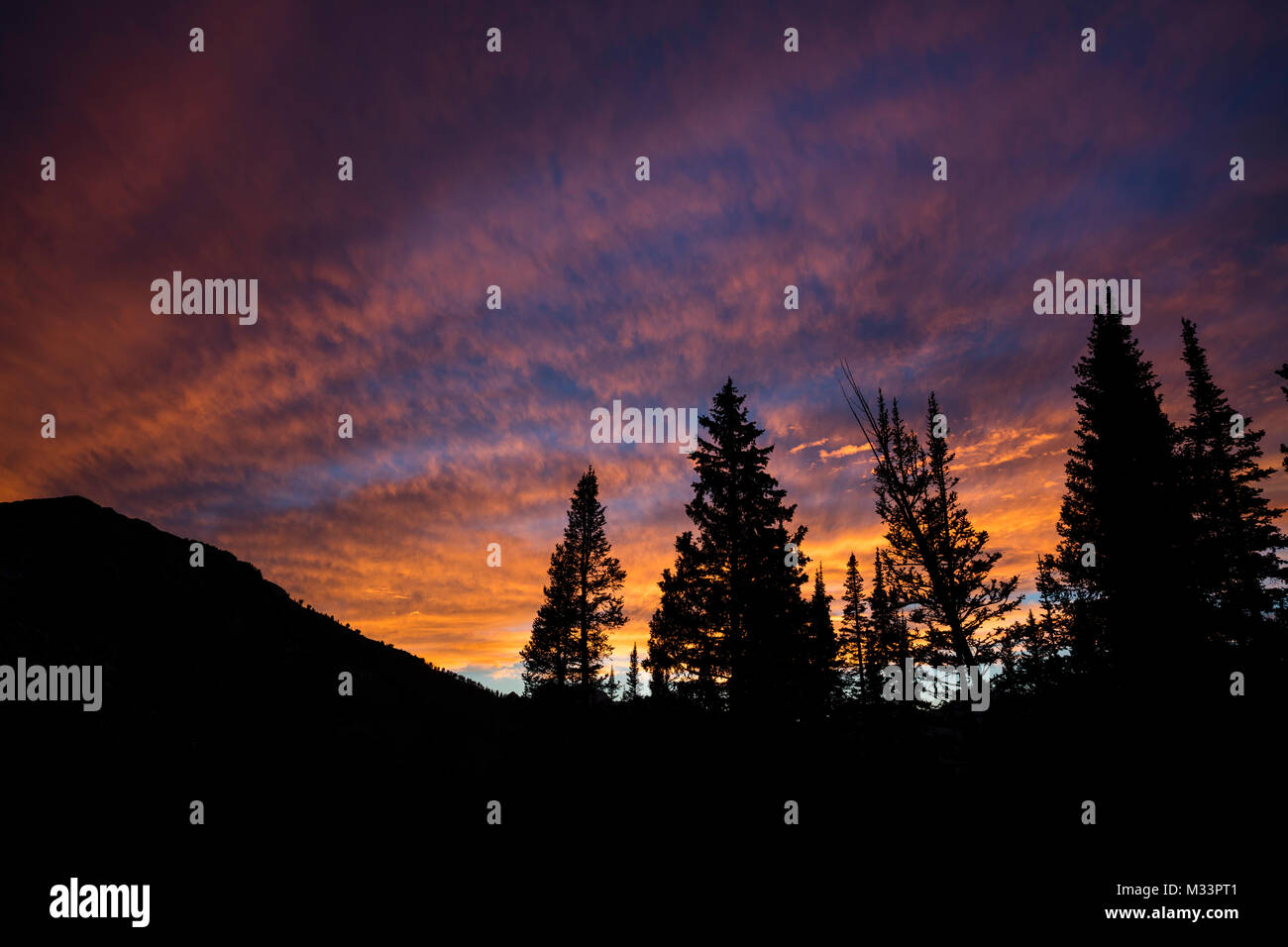 Sunset, poco pioppi neri americani Canyon, Montagne Wasatch, Utah Foto Stock