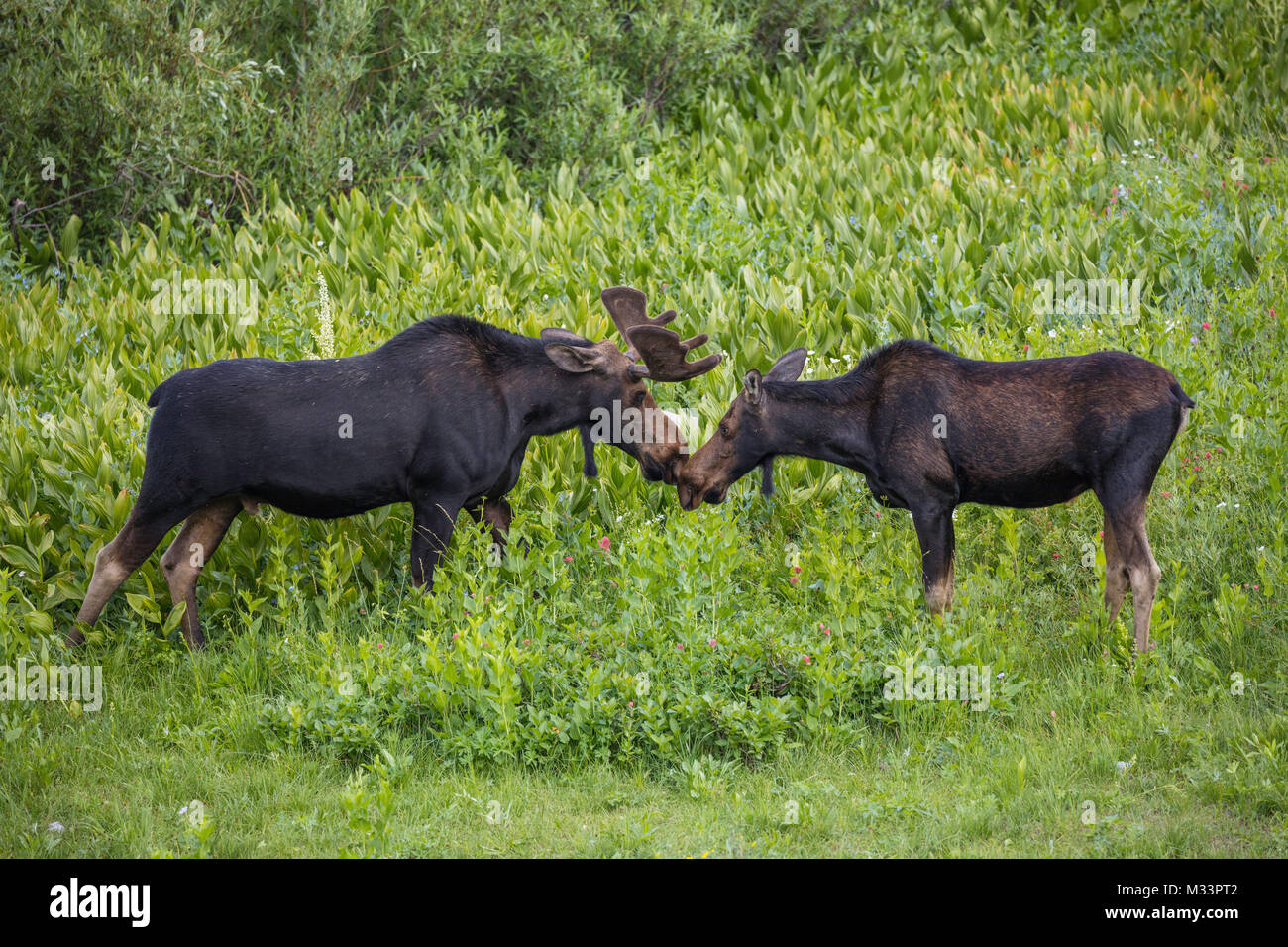 Kissing alci, Albion bacino, poco pioppi neri americani Canyon dello Utah Foto Stock