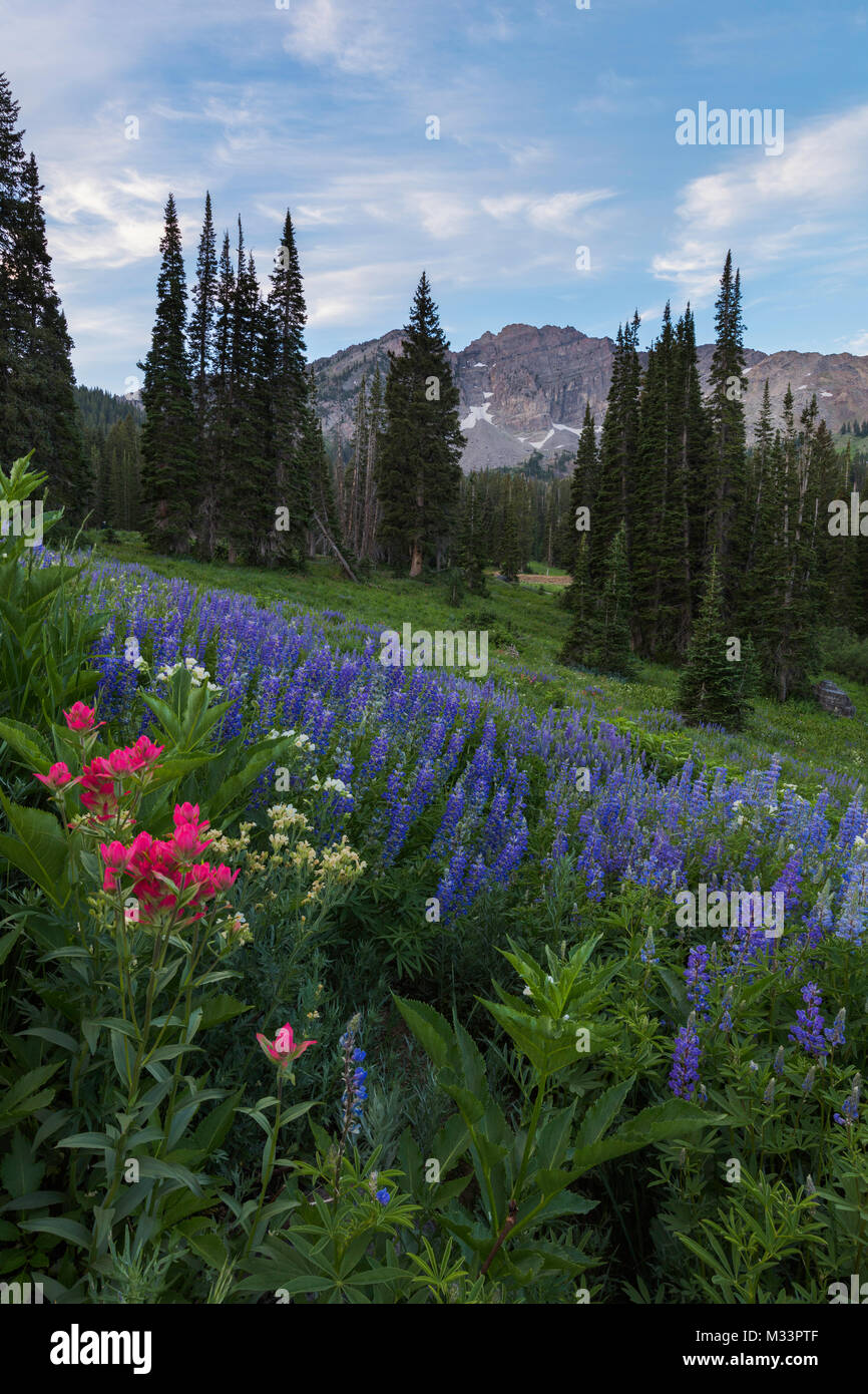 Fiori di campo all'alba, Albion bacino, poco pioppi neri americani Canyon dello Utah Foto Stock