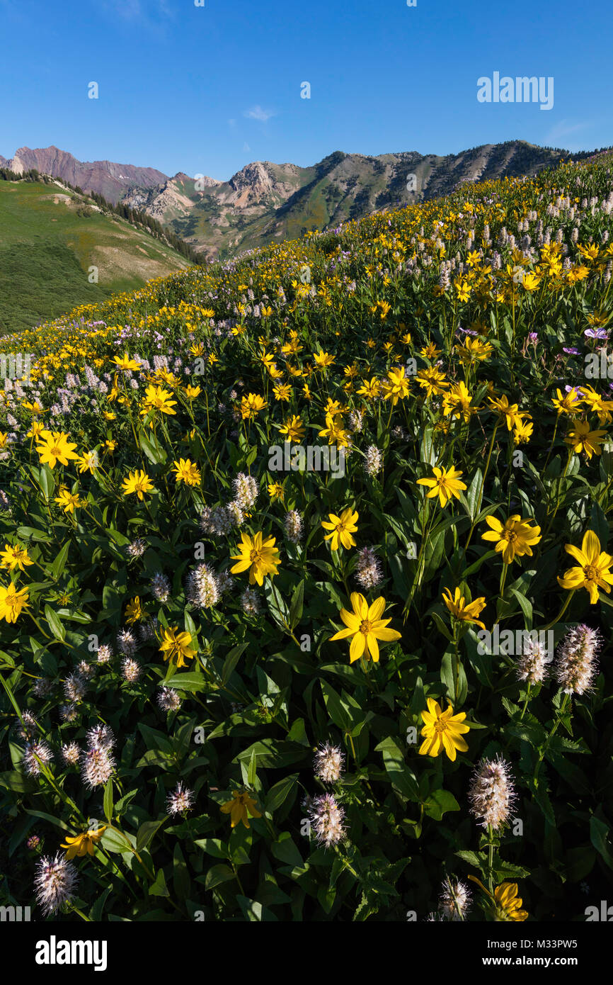 Campo di balsamroot balsamorhiza sagittata, Albion Basin, Little Cottonwood Canyon, Wasatch Mountains, Utah Foto Stock