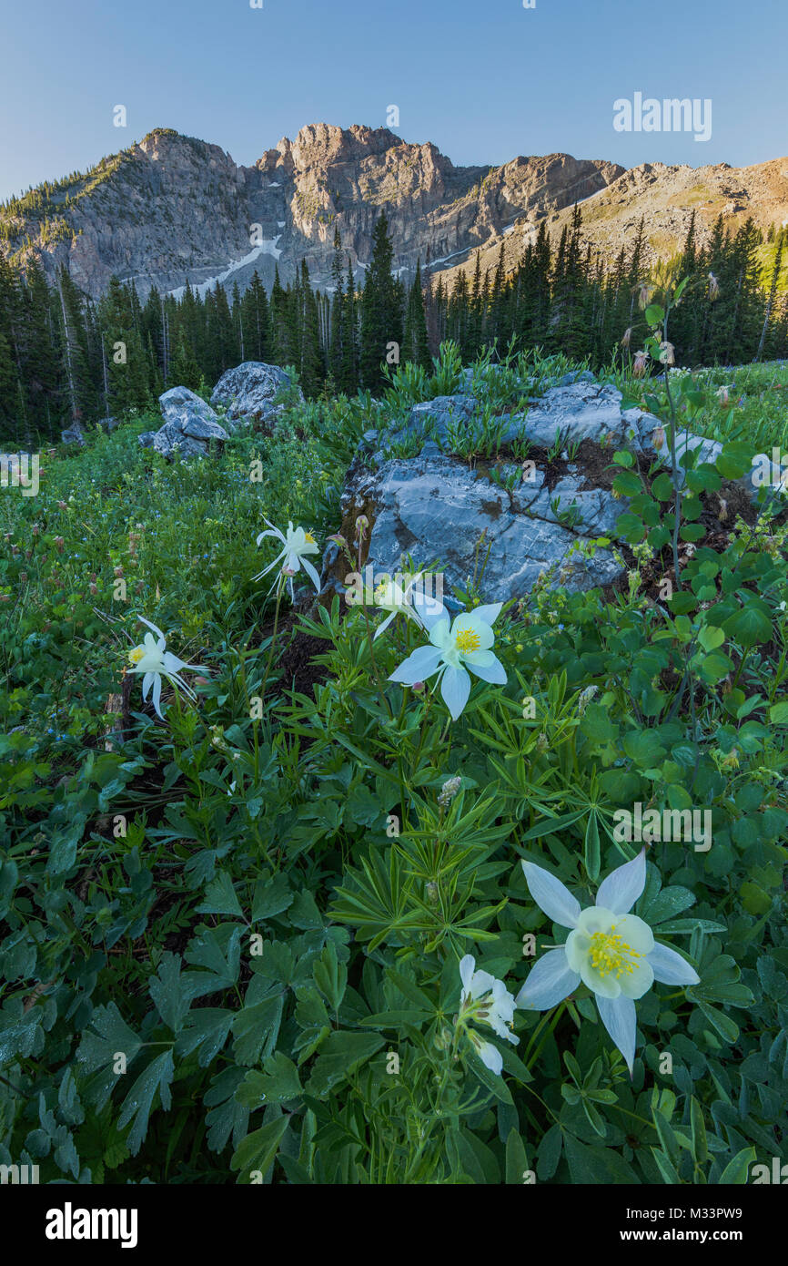 Aquilegia alpina, Albion bacino, poco pioppi neri americani Canyon, Montagne Wasatch, Utah Foto Stock