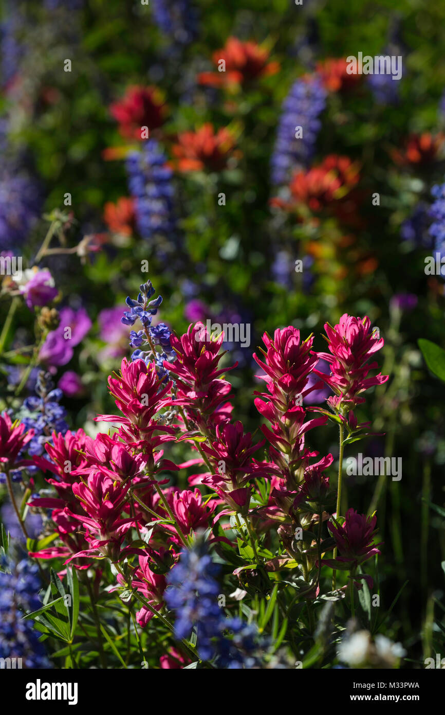 Fiori Selvatici, Albion bacino, poco pioppi neri americani Canyon, Montagne Wasatch, Utah Foto Stock