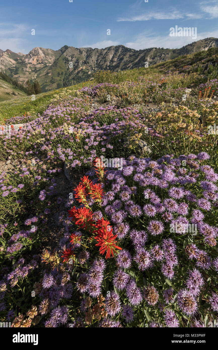Fiori Selvatici, Albion bacino, poco pioppi neri americani Canyon, Montagne Wasatch, Utah Foto Stock