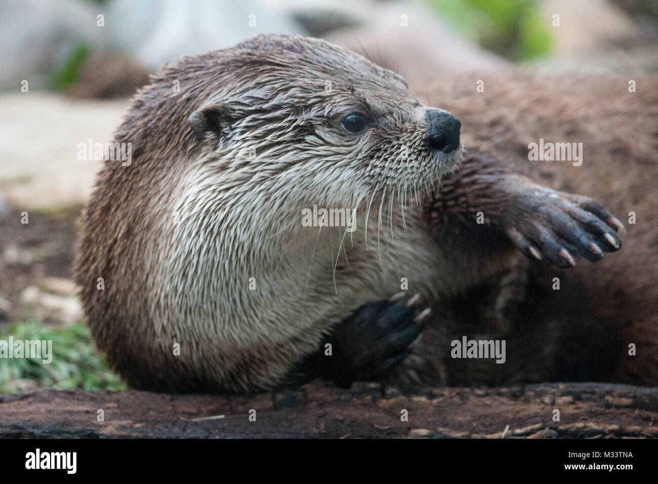 Carino otter isolato con un sacco di spazio per la copia. Foto Stock