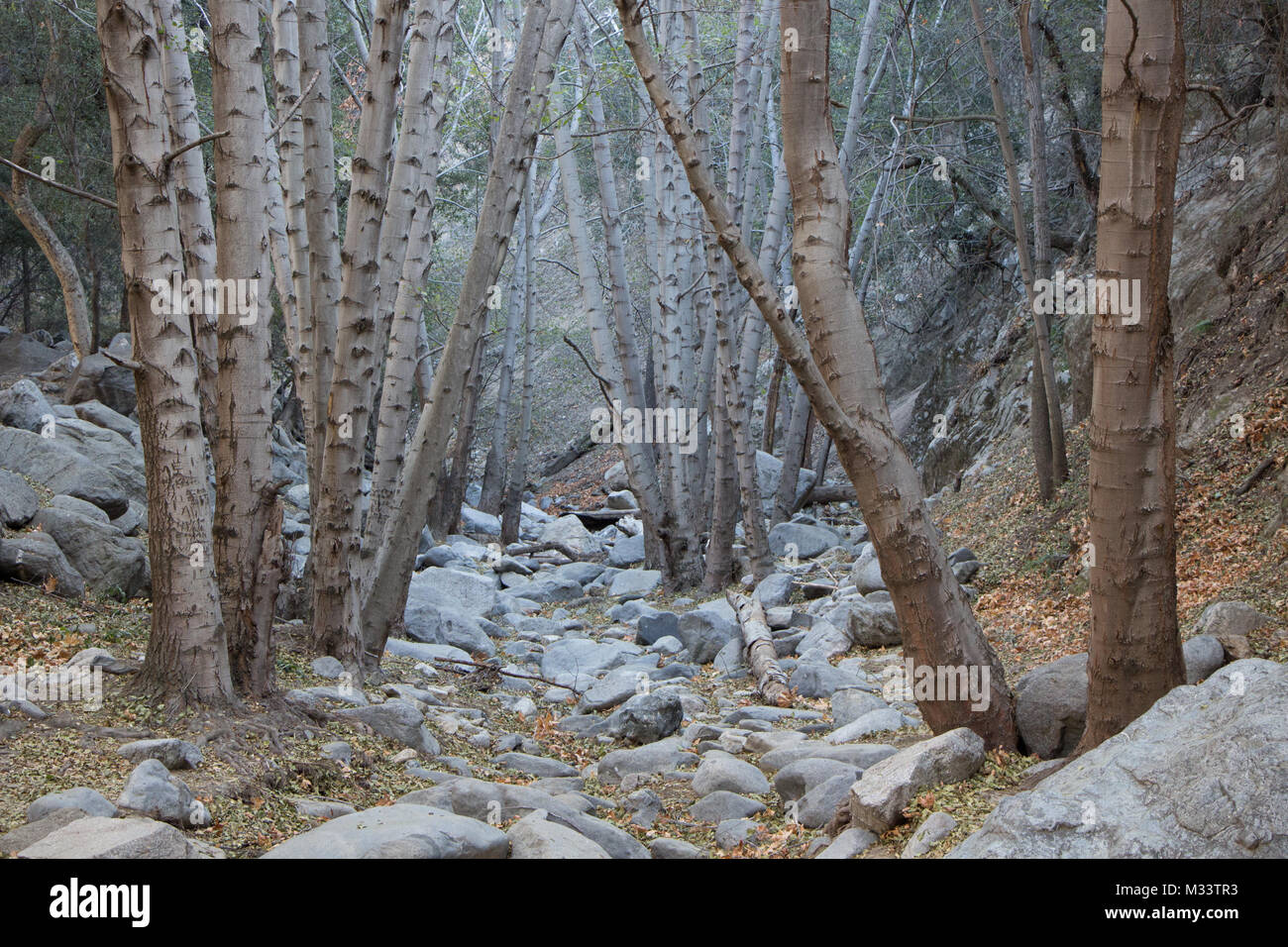 Boschi catturato durante l escursione in Angeles National Forest, ca. Foto Stock
