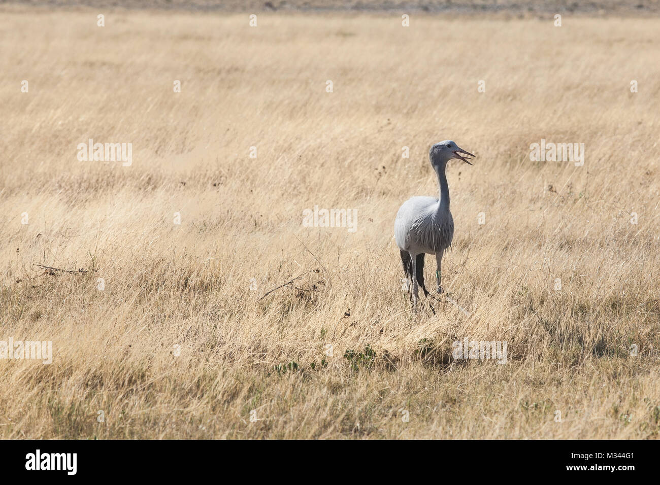 Il Blue Crane, il Parco Nazionale di Etosha, Namibia Foto Stock