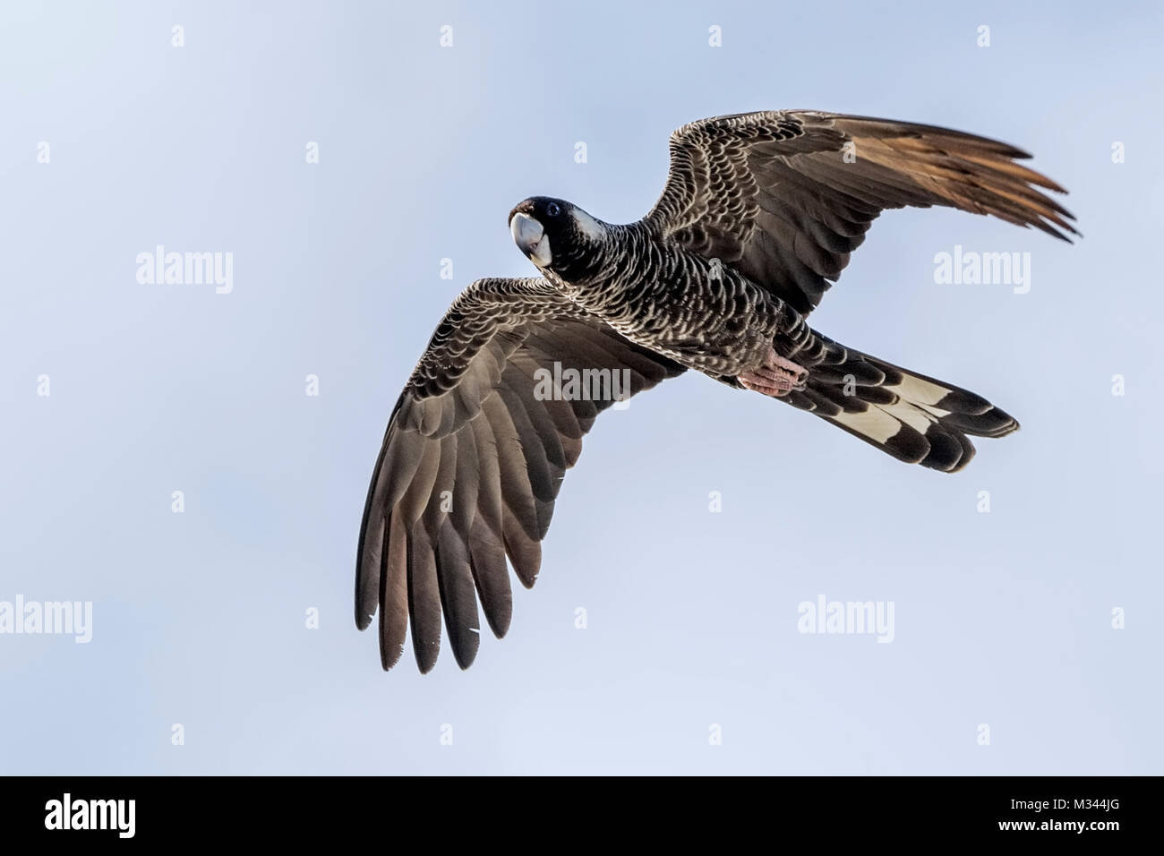 Carnaby's Black Cockatoo in volo , Australia Occidentale, Australia Foto Stock