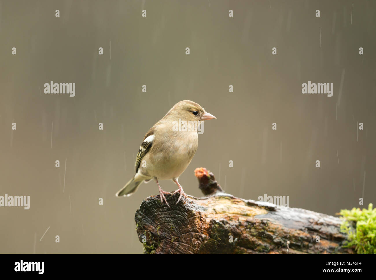 Fringuello femmina si appollaia su un registro sotto la pioggia con sfondo sfocato, paesaggio Foto Stock