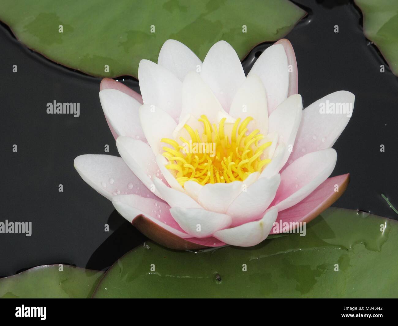 Foto da piante, fiori e animali in Germania Foto Stock