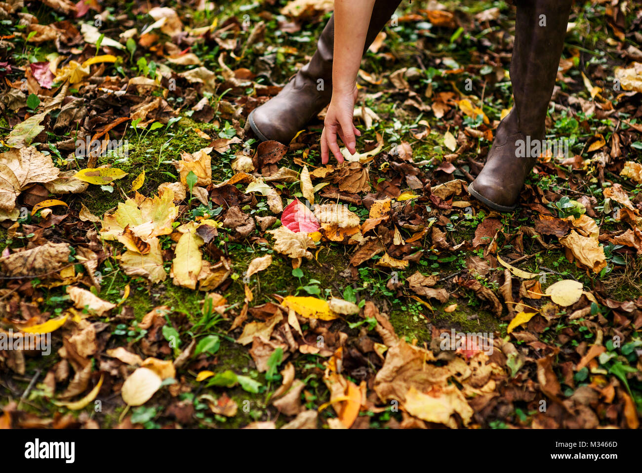 Ragazza la piegatura verso il basso il prelievo di foglie di autunno Foto Stock