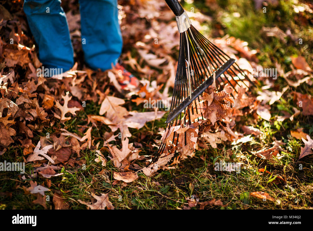 Ragazzo a rastrellare foglie di autunno Foto Stock