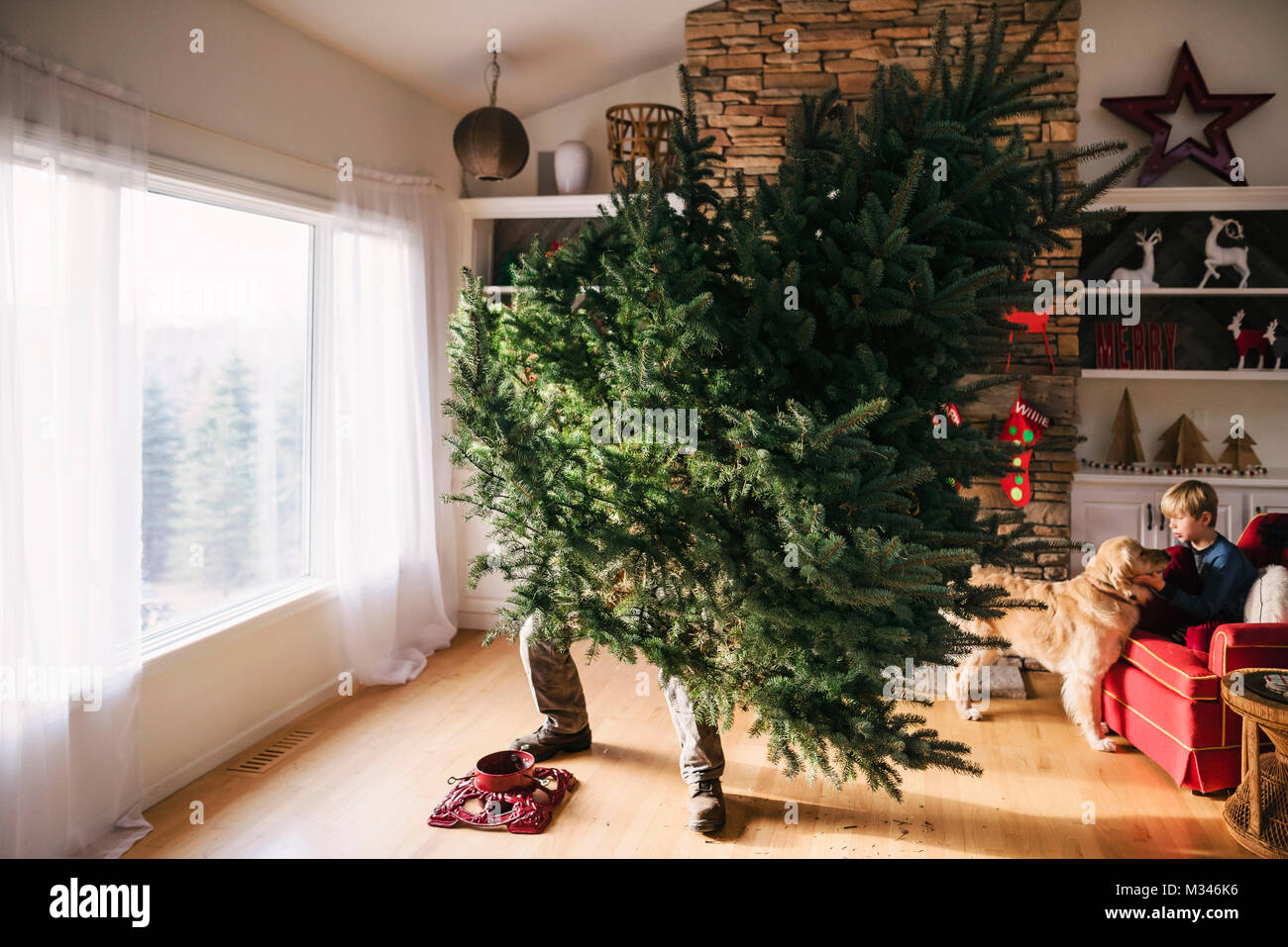 L'uomo l'impostazione di un albero di Natale in salotto con il figlio e dog sitter su un lettino Foto Stock