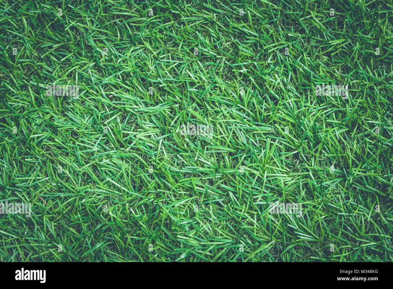 Vista superiore chiudere l'erba artificiale e erba verde texture in stile vintage. Foto Stock