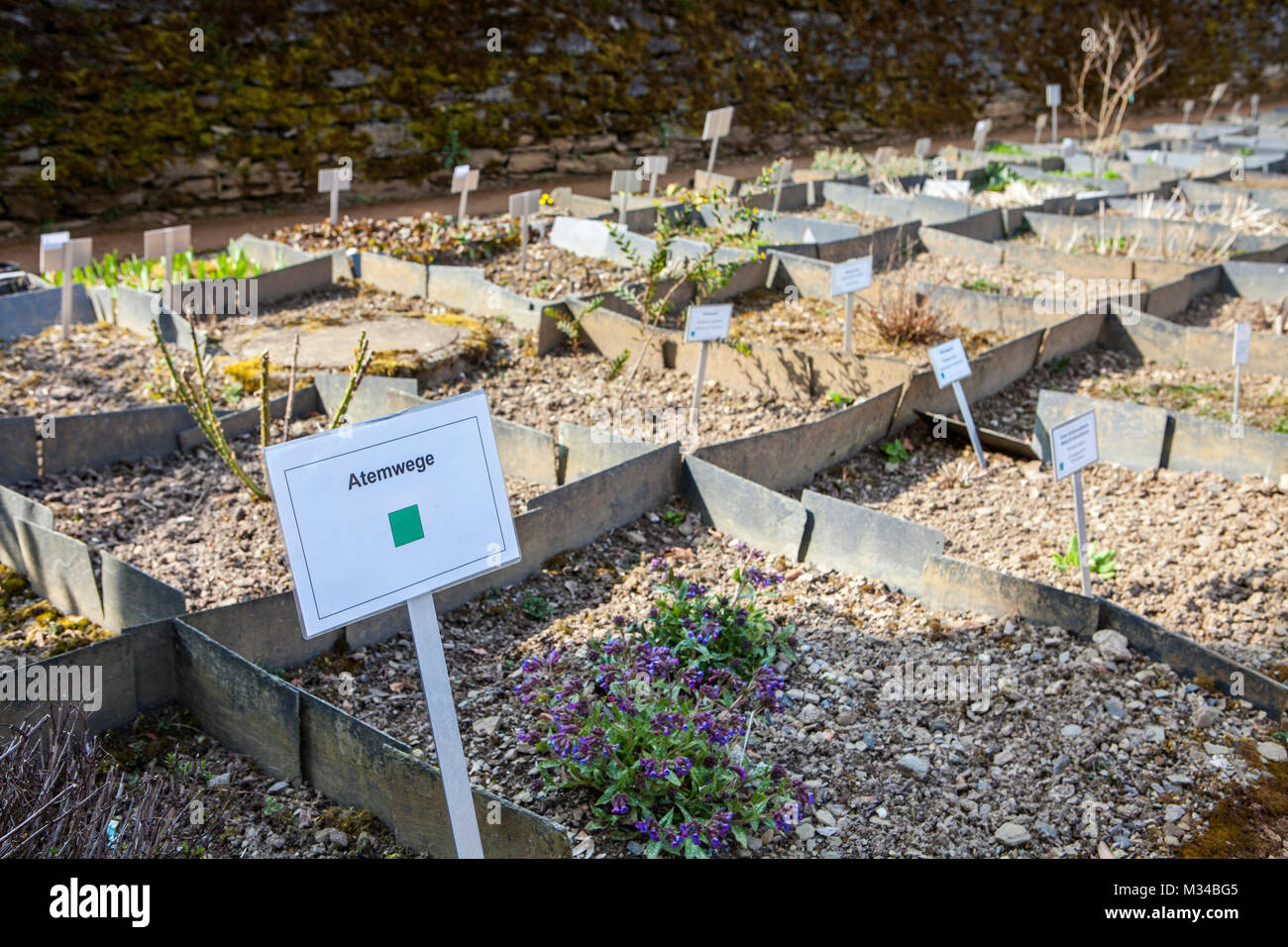 Piante medicinali per il sistema respiratorio, monastero cistercense di Marienstatt Abbey, Streithausen, Renania-Palatinato, Germania, Europa Foto Stock
