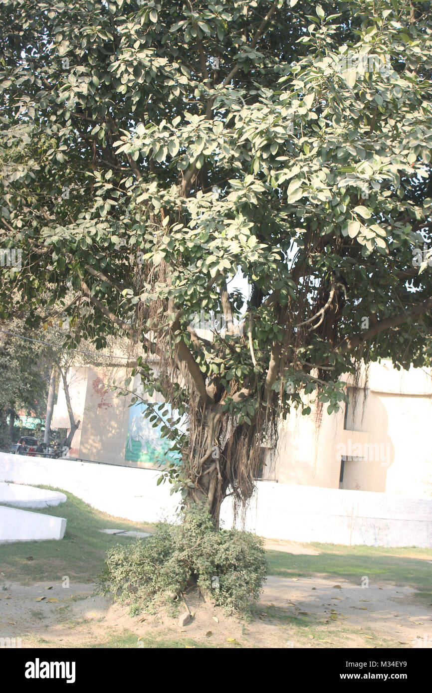 Banyan Tree a Lahore Parco Zoo, Lahore, Pakistan. Foto Stock