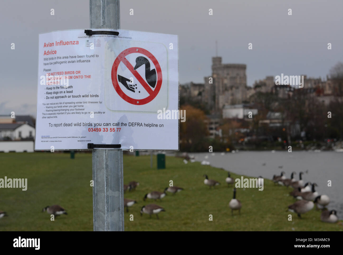 Windsor, Berkshire, Regno Unito. Il 9 febbraio, 2018. Influenza aviaria in Windsor, Berkshire, Regno Unito. Segnale di avvertimento informando il pubblico sulle modalità per prevenire la diffusione dell influenza aviaria. Un gran numero di cigni sono già morti. 09.02.18 Credito: Stan Kujawa/Alamy Live News Foto Stock