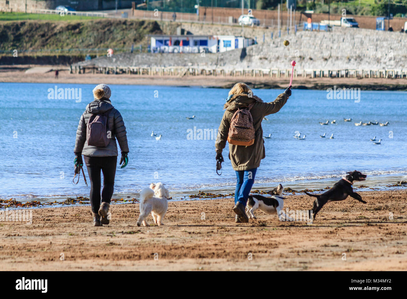 Due donne a giocare con i cani sulla spiaggia, gettando la palla per cani sulla spiaggia. Soleggiato ma fredda mattina di febbraio sulla Torre Beach, Torquay. Torbay, Devon, Regno Unito. Febbraio 2018. Foto Stock