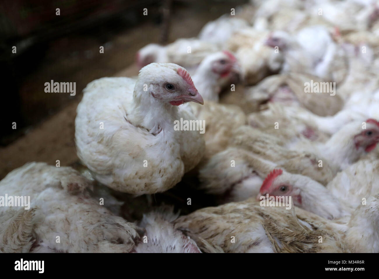 La città di Gaza, Striscia di Gaza, Territori palestinesi. 8 febbraio, 2018. I polli sono visti in un mercato di Gaza City il 8 febbraio 2018. Negli ultimi due giorni, pollo prezzi nella striscia di Gaza ha sfiorato un record di alta, per raggiungere a 5$ per 1 Kg. La crisi economica in atto nella Striscia di Gaza continua a peggiorare tutti gli indicatori economici puntare a questo. Popolazione Gazan non riceve le cose di base acqua, elettricità, servizi sanitari. Il tasso di disoccupazione nella Striscia di Gaza si erge a 43,9% e dove il 58% dei giovani sono disoccupati Credito: Atia Darwish/immagini APA/ZUMA filo/Alamy Live News Foto Stock