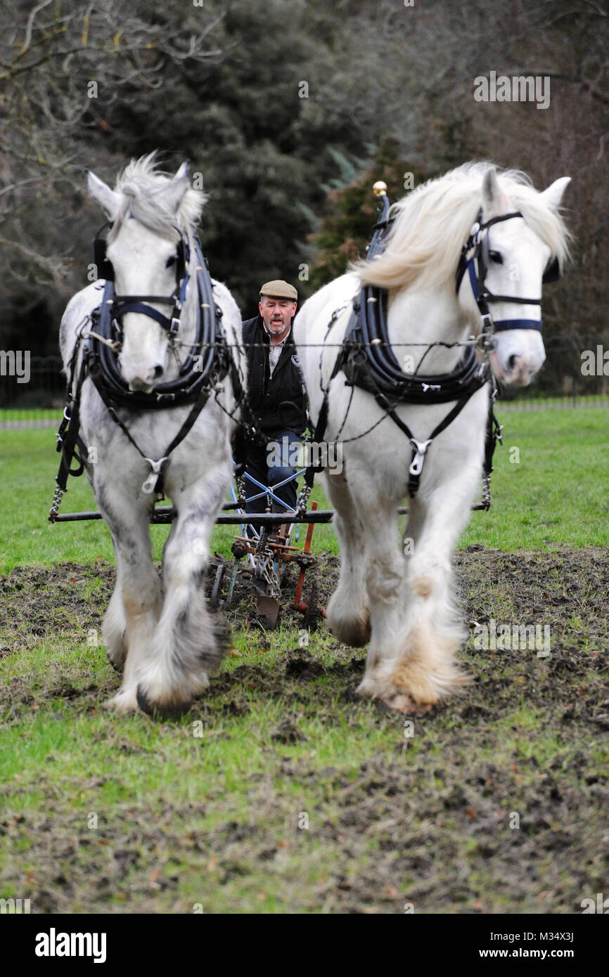 Ruskin Park, Londra. Il 9 febbraio, 2018. Campionessa irlandese plowman Tom Nixon arando il patrimonio di frumento crescente area nel Parco di Ruskin utilizzando shire cavalli. Credito: Michael Preston/Alamy Live News Foto Stock