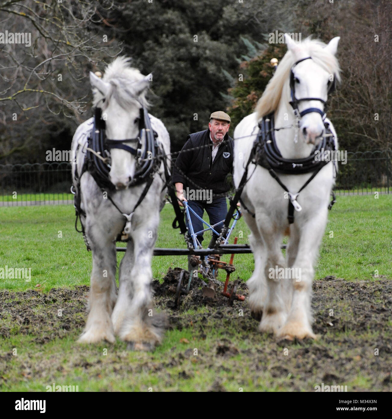 Ruskin Park, Londra. Il 9 febbraio, 2018. Campionessa irlandese plowman Tom Nixon arando il patrimonio di frumento crescente area nel Parco di Ruskin utilizzando shire cavalli. Credito: Michael Preston/Alamy Live News Foto Stock