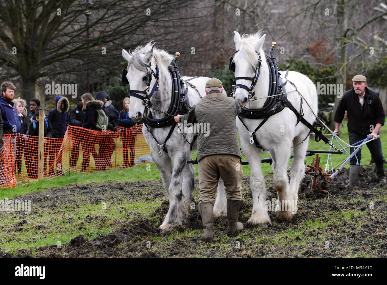 Ruskin Park, Londra. Il 9 febbraio, 2018. Campionessa irlandese plowman Tom Nixon arando il patrimonio di frumento crescente area nel Parco di Ruskin utilizzando shire cavalli. La zona del parco designato per la crescente patrimonio chicchi di grano è mantenuto dagli amici di Ruskin Park chi siamo Credit: Michael Preston/Alamy Live News Foto Stock