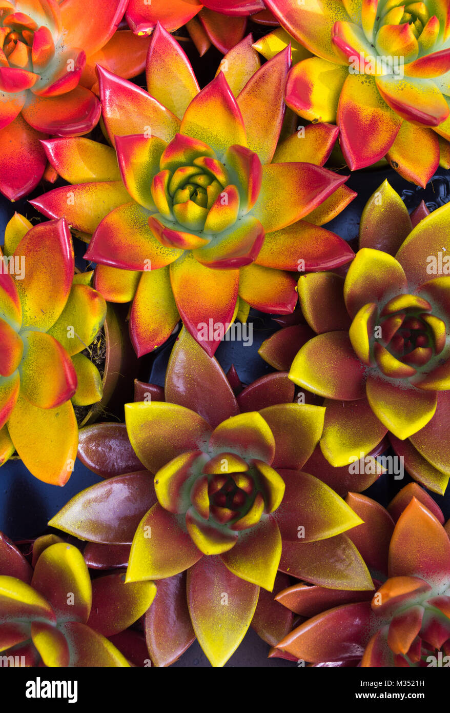 Colorato arancione, giallo, marrone, rosso e marrone rossiccio succulente fotografato dal di sopra. Foto Stock