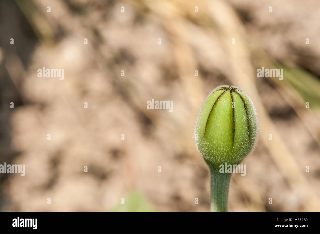 Verde fiore bud chiusa sul campo Foto Stock