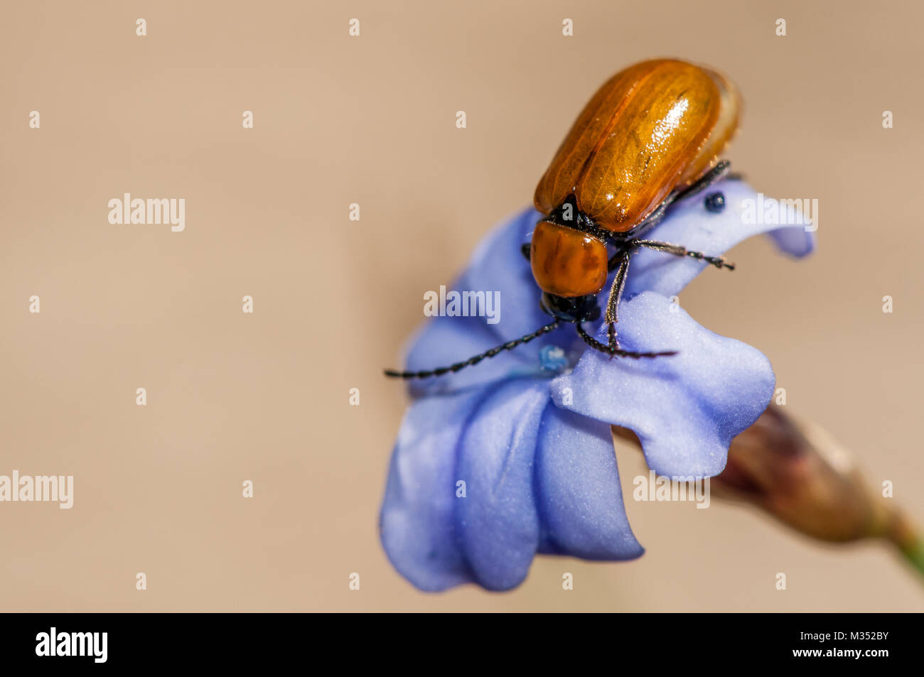 Daffodil leaf beetle, Exosoma lusitanicum, al di sopra del fiore blu, Aphyllanthes monspeliensis Foto Stock