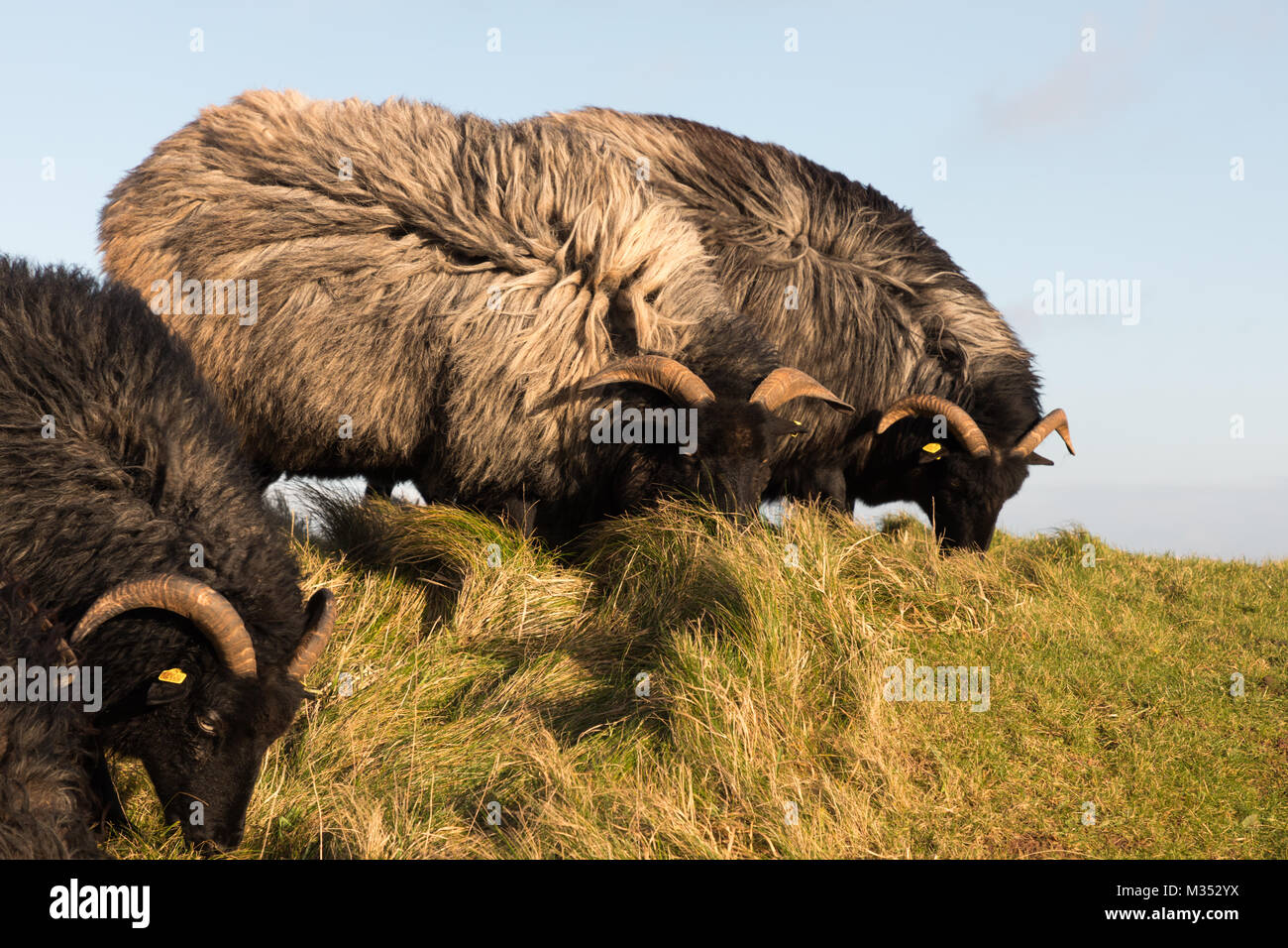 Tedesco alimentazione Heidschnucken sull isola di Helgoland Foto Stock