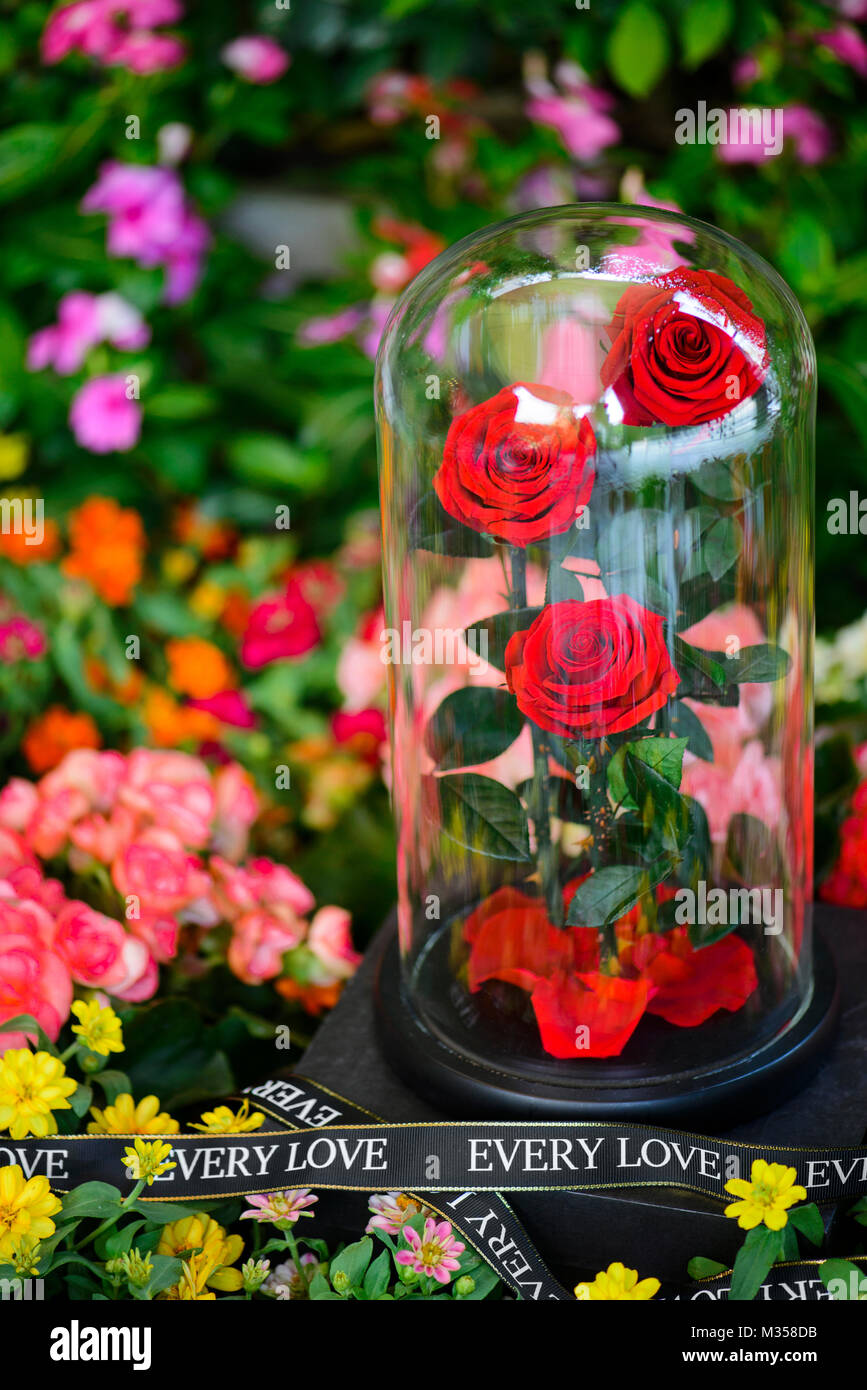 Tre Rose in cupola di vetro e rimanere sul giardino Foto Stock