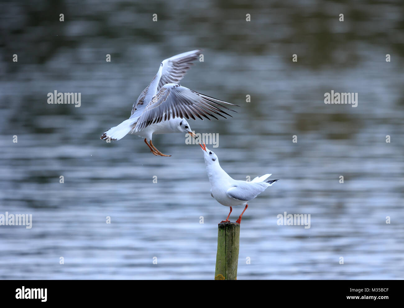 Due a testa nera gabbiani incontrare e salutare Foto Stock