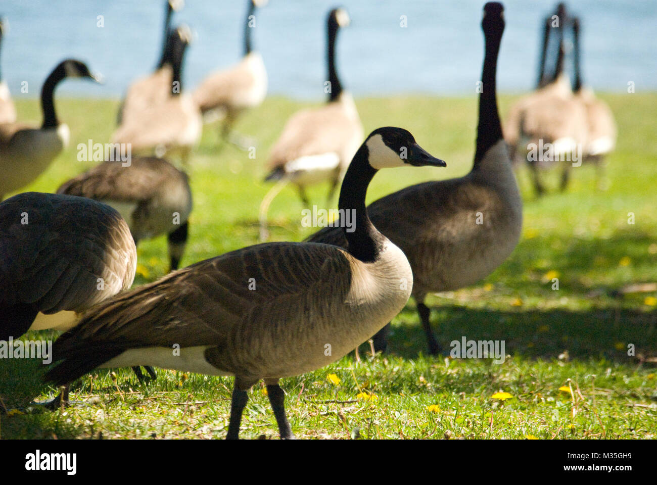 Sul lato lago guarda l'azione d'estate giù al parco locale. Foto Stock