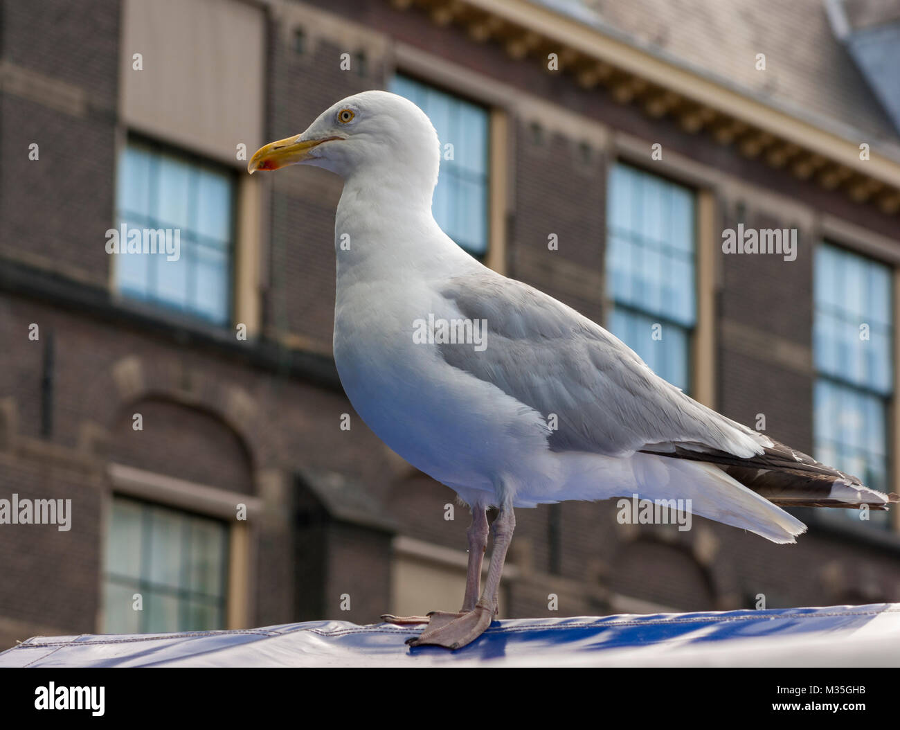 Seagull su un piedistallo di pesce vicino Binnenhof, vistosa presso i clienti e in attesa di una occasione per rubare il cibo. Buitenhof, l'Aia, Paesi Bassi Foto Stock