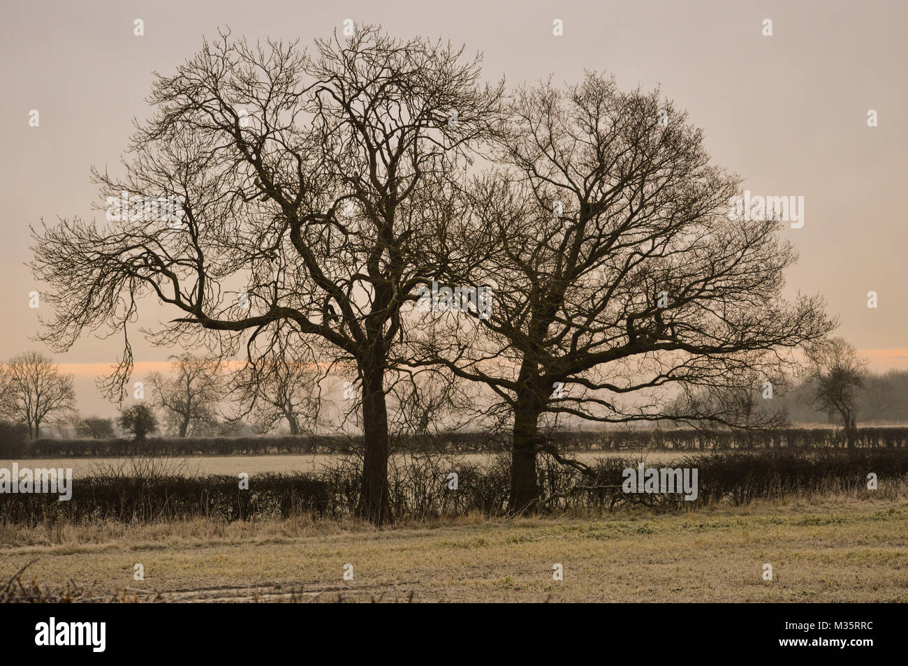 Due alberi di cenere in un campo Foto Stock