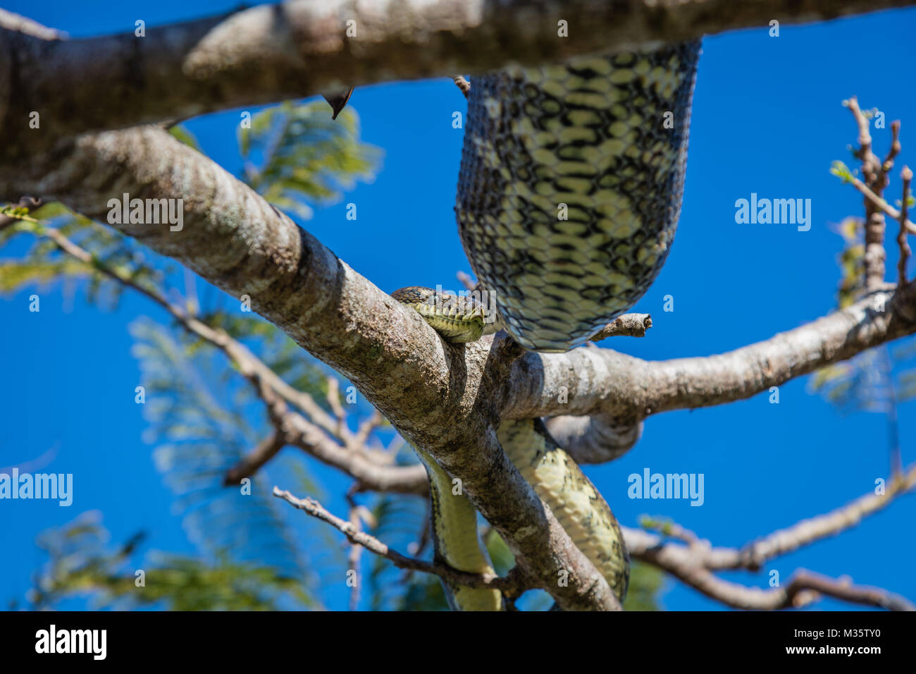 Tappeto python (Diamond Python) dopo un grande pranzo in appoggio sulla struttura ad albero fiammeggiante o Delonix regia. Queensland, Australia Foto Stock