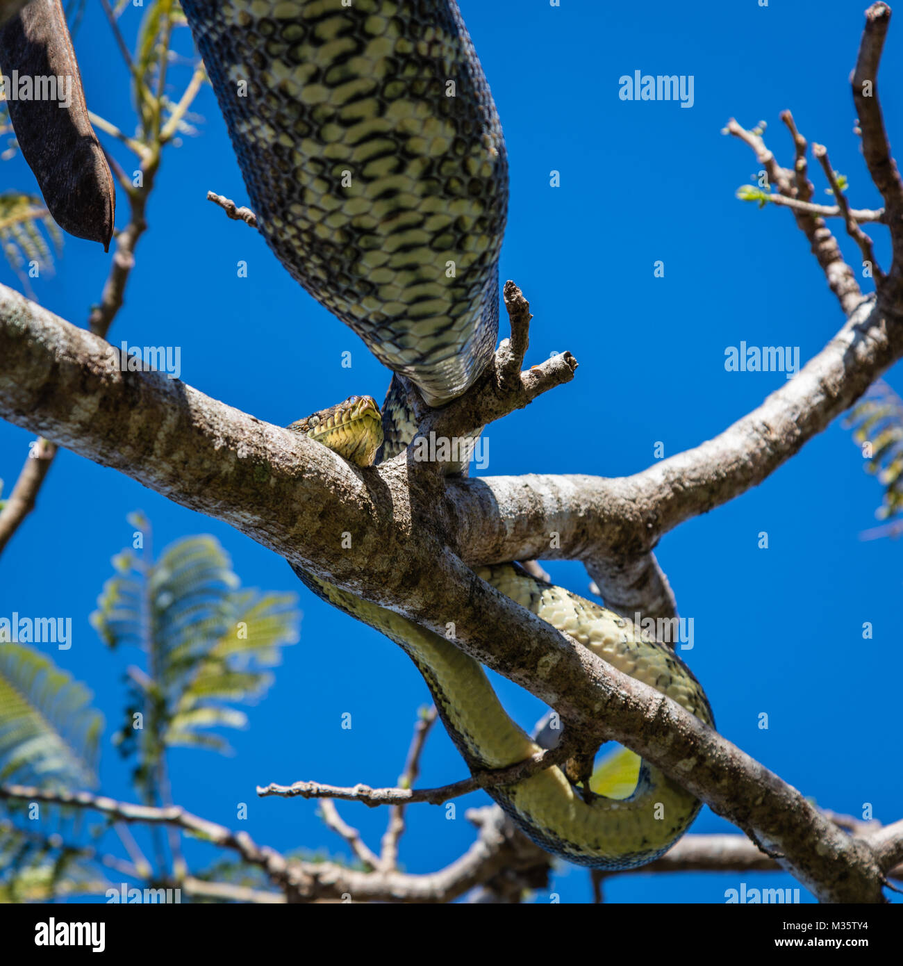 Tappeto python (Diamond Python) dopo un grande pranzo in appoggio sulla struttura ad albero fiammeggiante o Delonix regia. Queensland, Australia. Immagine quadrata. Foto Stock