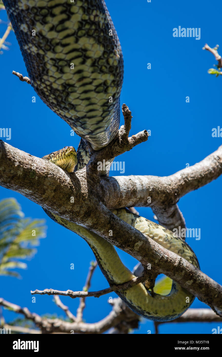 Tappeto python (Diamond Python) dopo un grande pranzo in appoggio sulla struttura ad albero fiammeggiante o Delonix regia. Queensland, Australia. L'immagine verticale Foto Stock