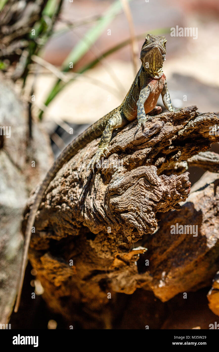 Collo Frilled lizard seduto su un registro, Queensland, Australia. L'immagine verticale. Foto Stock