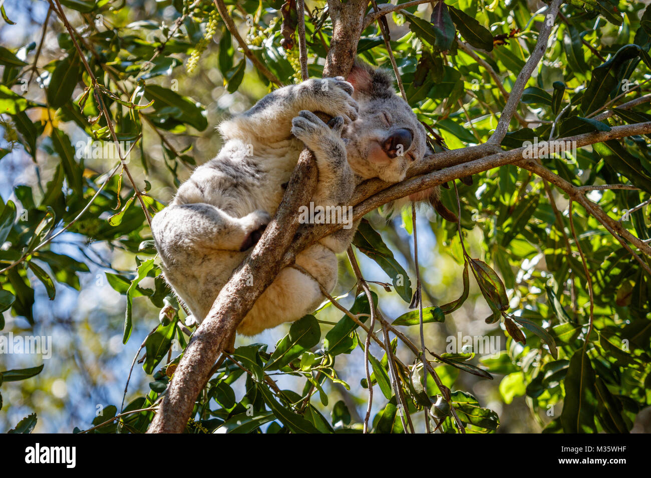Sleeping koala su un albero di eucalipto, Queensland, Australia Foto Stock