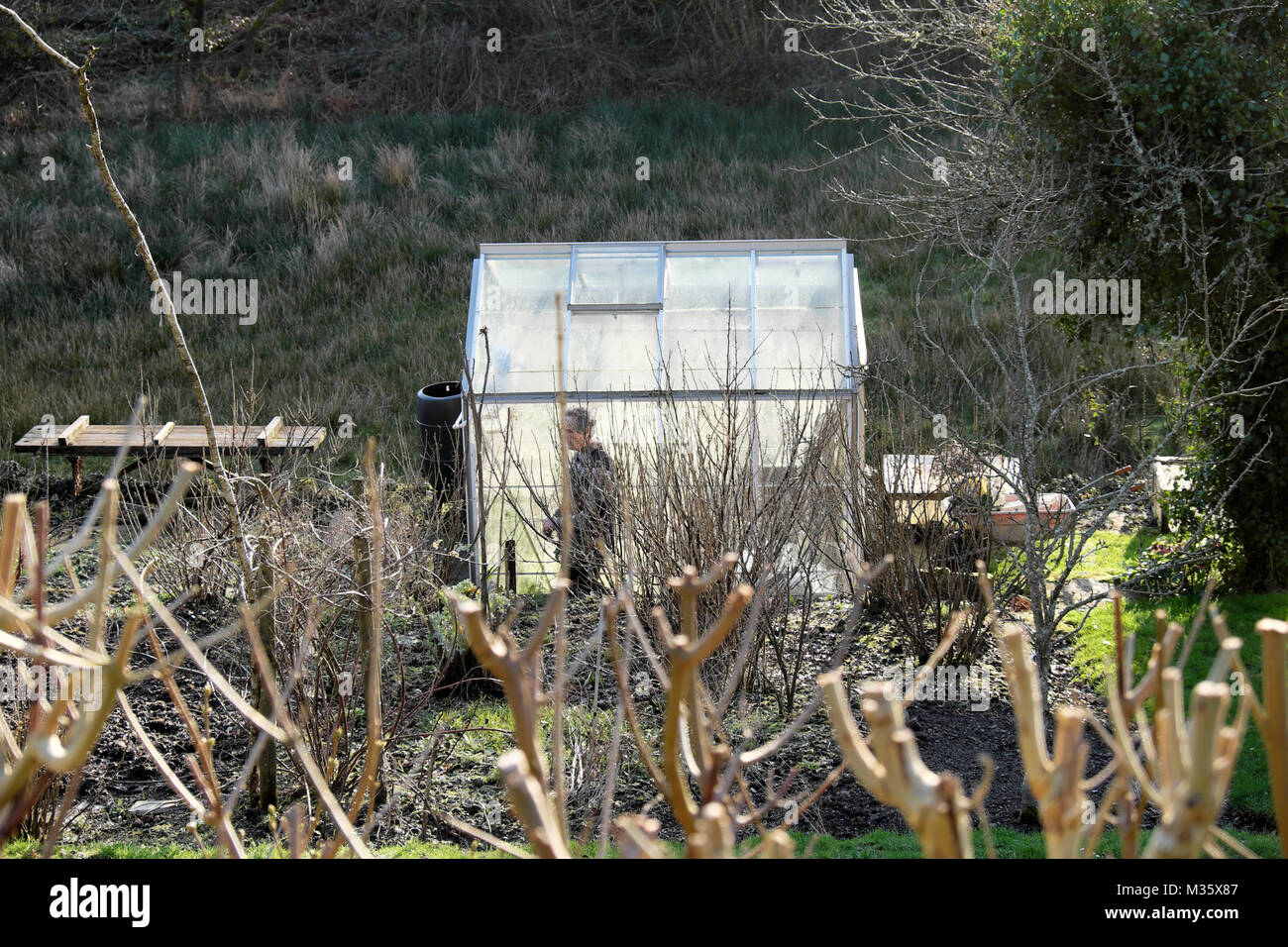 Uomo in piedi da serra in un paese rurale giardino in una giornata invernale nel febbraio ottenere pronto per la primavera stagione di giardinaggio in Wales UK KATHY DEWITT Foto Stock