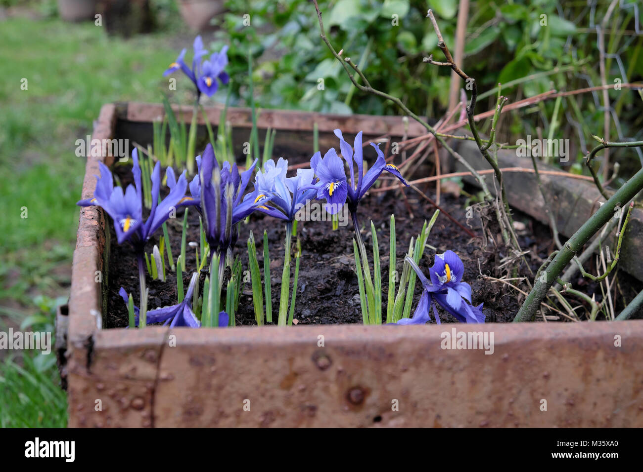 Fiori di Primavera viola Iris reticulata crescendo in una vecchia scatola di piantatrice torace viaggio nel febbraio Carmarthenshire Wales UK Febbraio 2018 KATHY DEWITT Foto Stock