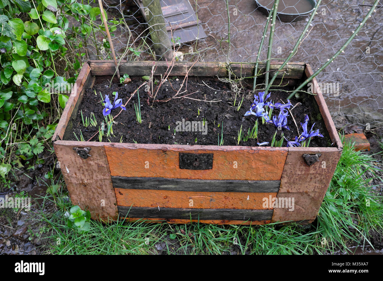 Fiori in primavera fioriscono viola Iris reticulata lampadine crescendo in una vecchia scatola di piantatrice contenitore nel febbraio 2018 in Carmarthenshire Wales UK KATHY DEWITT Foto Stock