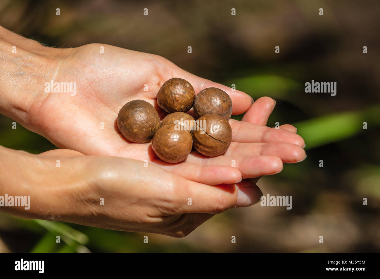 Noci di Macadamia nel palmo delle mani, Queensland, Australia Foto Stock