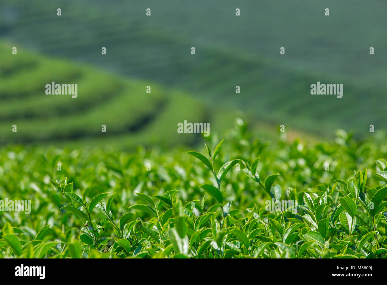 Foglie di tè verde di close-up. Mae Chan piantagioni di tè in Thailandia del Nord Foto Stock