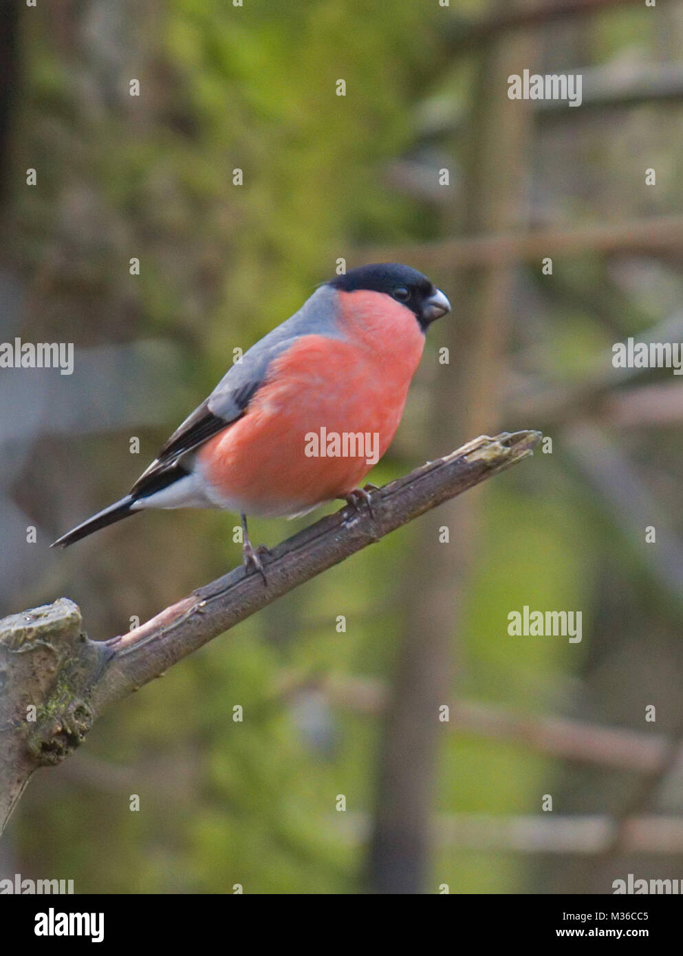 Bullfinch maschio, Pyrrhula pyrrhula Foto Stock