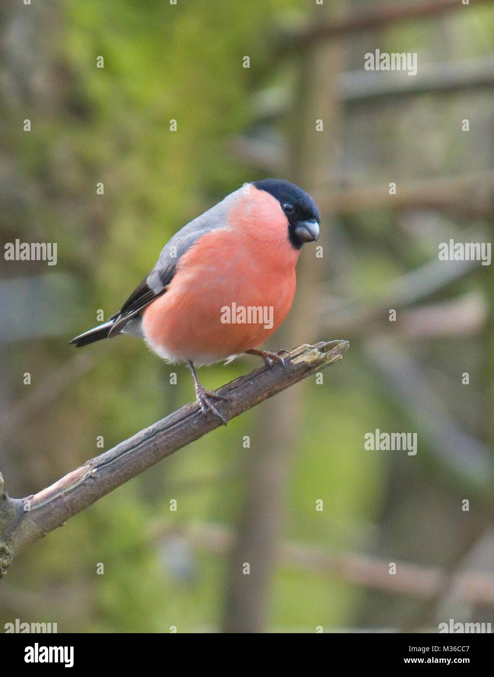 Bullfinch maschio, Pyrrhula pyrrhula Foto Stock