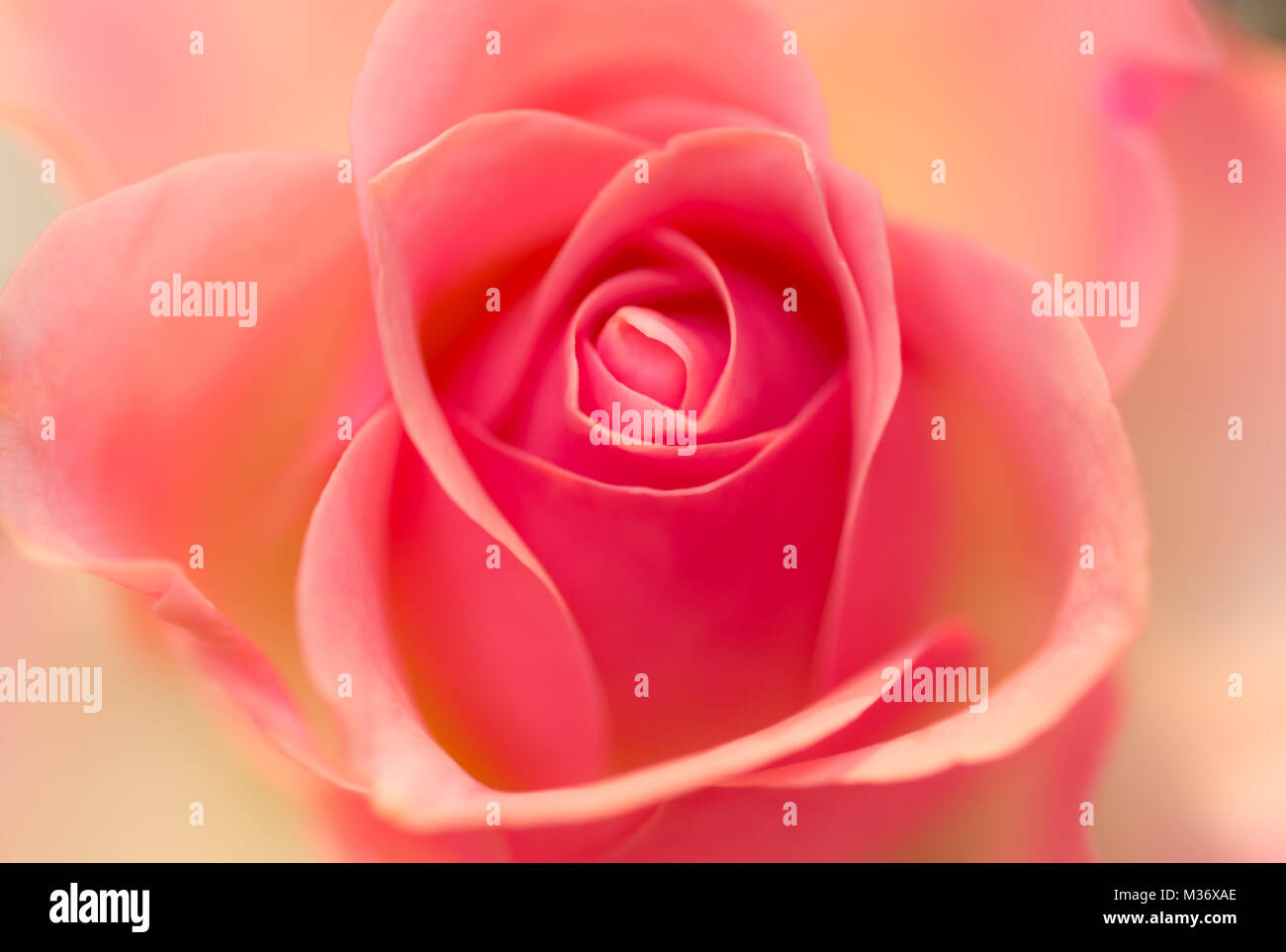 In prossimità di una apertura rosa rosa fiore. Foto Stock