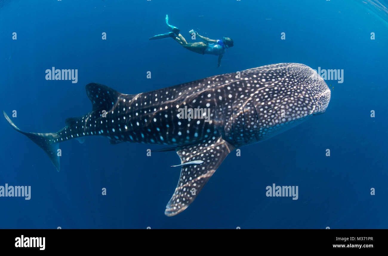 Squalo Balena alimentando i le acque blu off Nosy Be. Madagascar Foto Stock