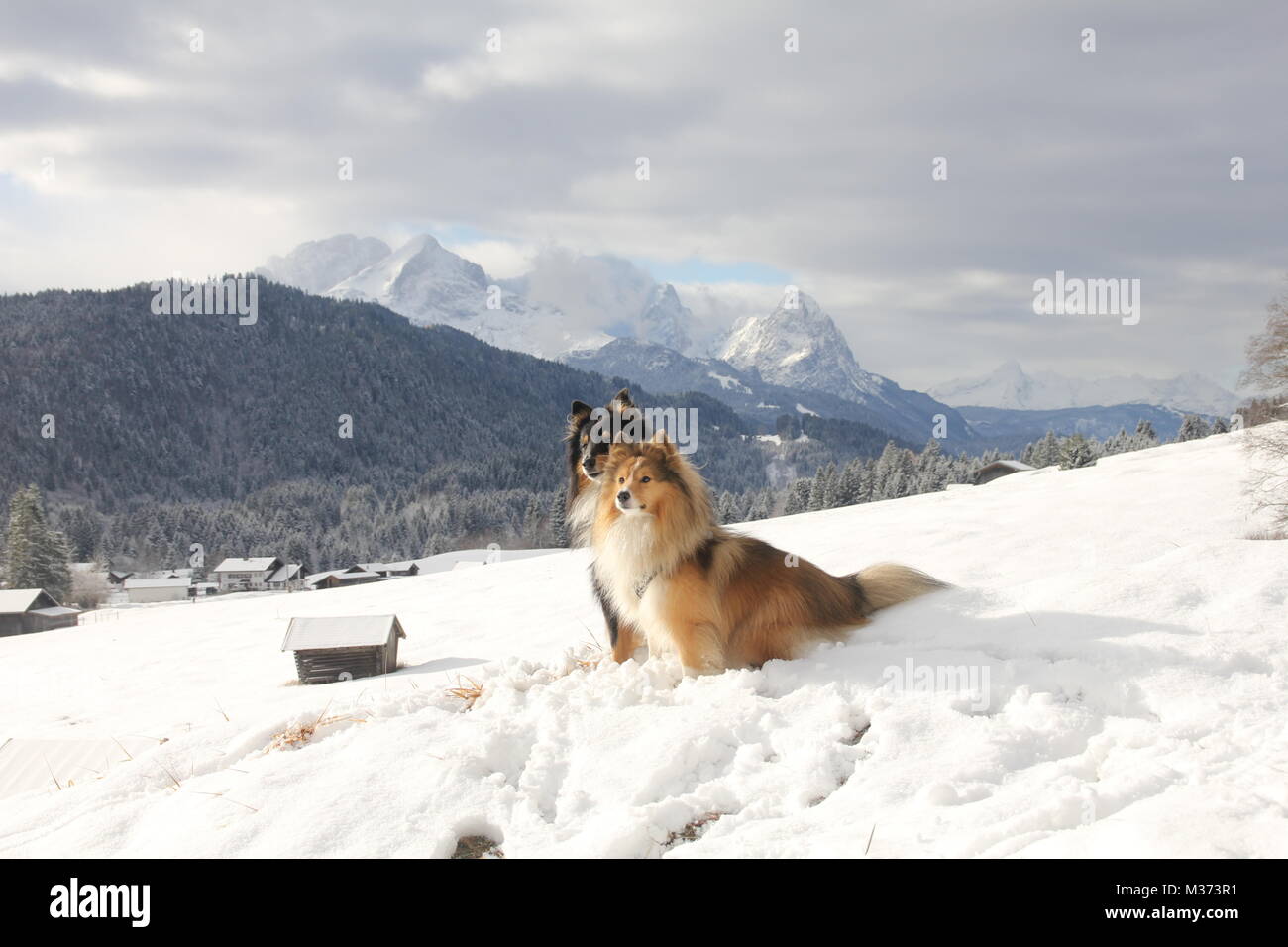 Shelties al delle alpi Foto Stock