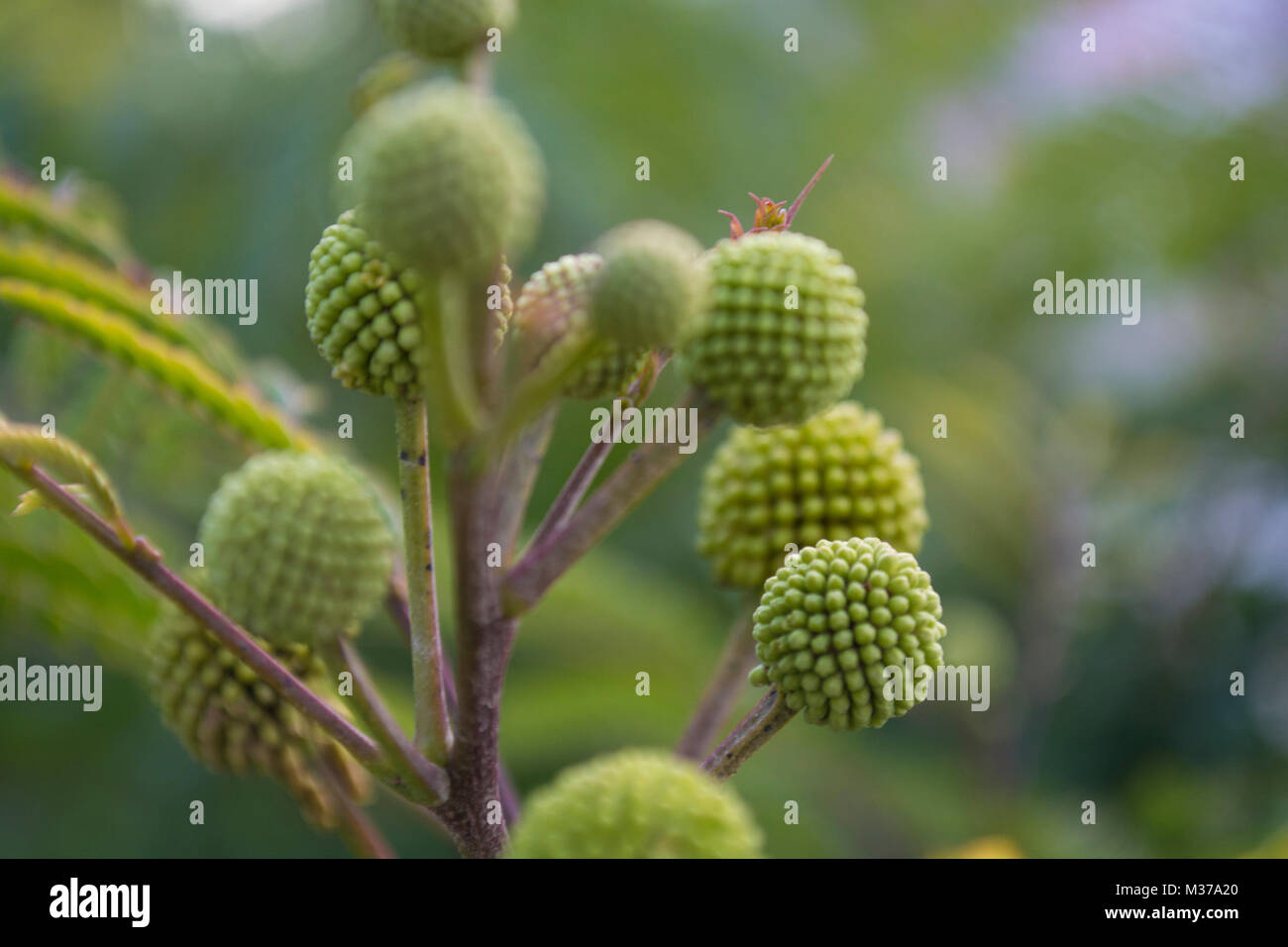 Verde primavera Billy sfere Craspedia fiori Foto Stock